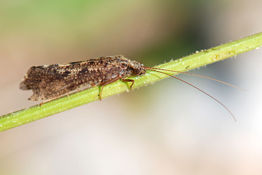 Hydropsychidae